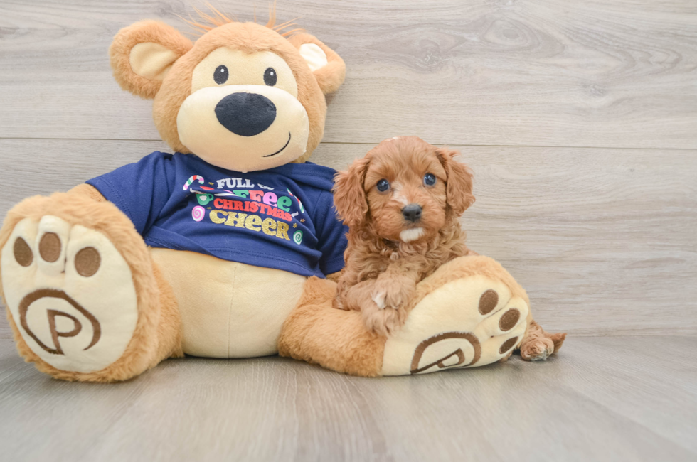 5 week old Cavapoo Puppy For Sale - Windy City Pups