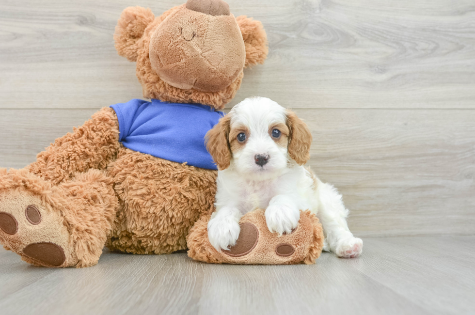 6 week old Cavapoo Puppy For Sale - Windy City Pups