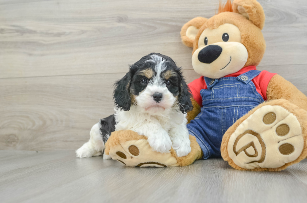 6 week old Cavapoo Puppy For Sale - Windy City Pups