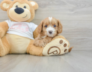 8 week old Cavapoo Puppy For Sale - Windy City Pups