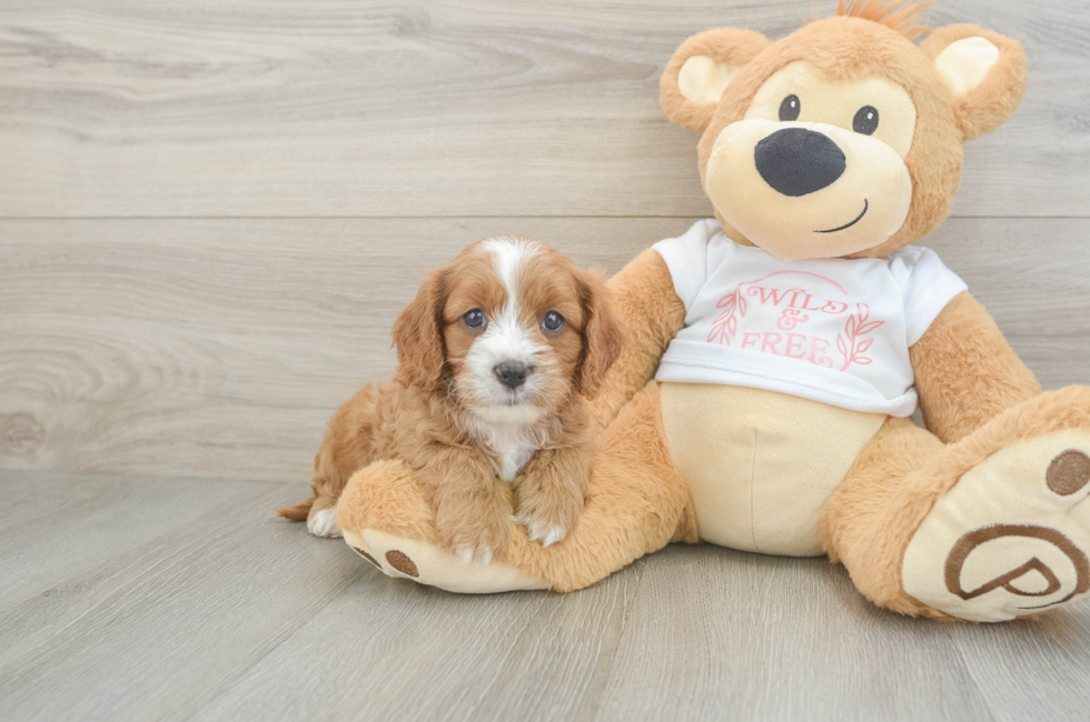 7 week old Cavapoo Puppy For Sale - Windy City Pups