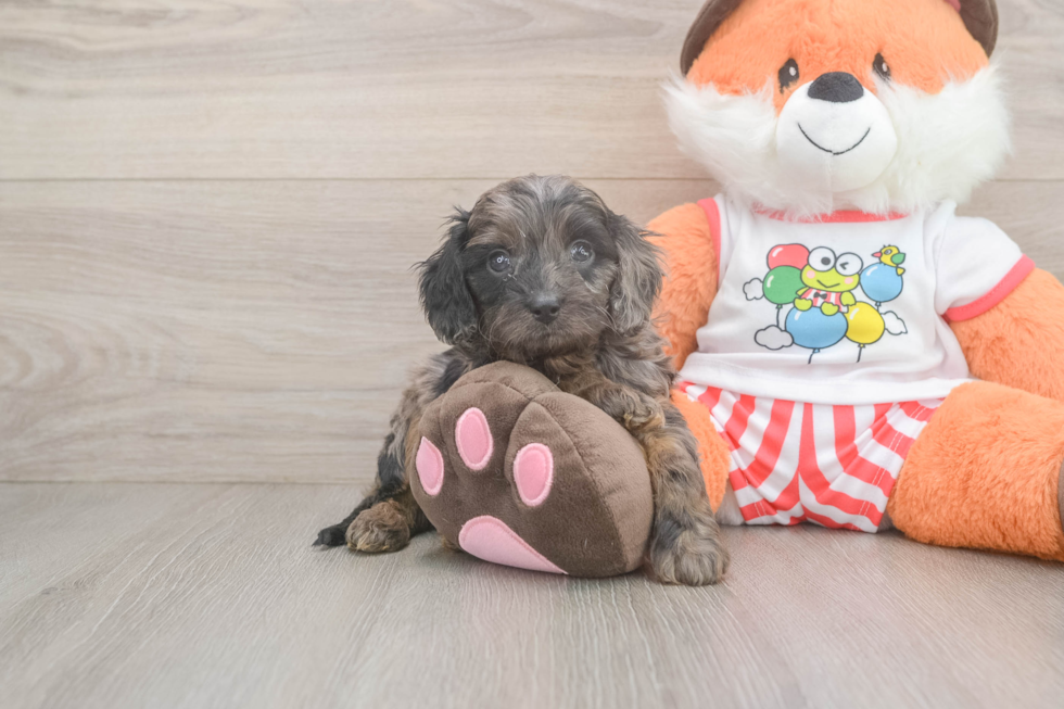 Best Cavapoo Baby