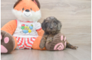 Cavapoo Pup Being Cute