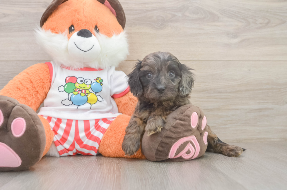 5 week old Cavapoo Puppy For Sale - Windy City Pups