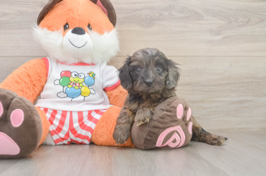 Cavapoo Pup Being Cute