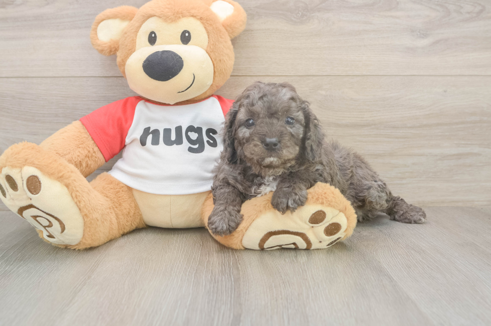 5 week old Cavapoo Puppy For Sale - Windy City Pups