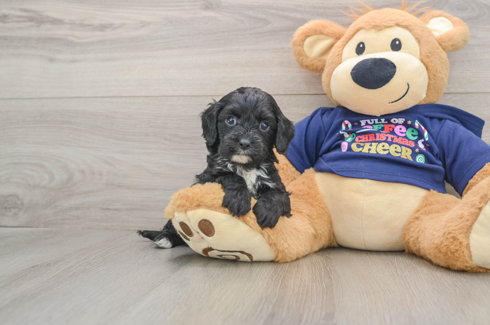 5 week old Cavapoo Puppy For Sale - Windy City Pups