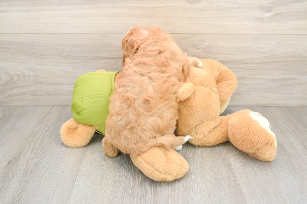 Popular Cavapoo Poodle Mix Pup