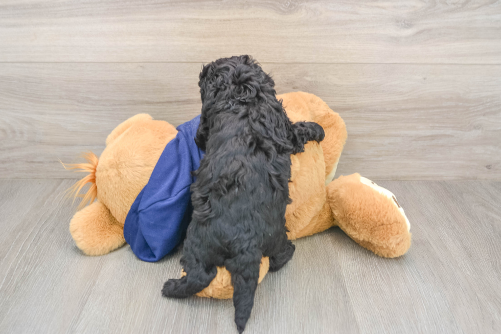 Cavapoo Pup Being Cute