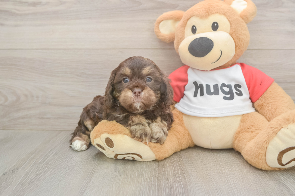 Meet Rory - our Cavapoo Puppy Photo  2/3 - Windy City Pups Cavapoo Puppy for Adoption