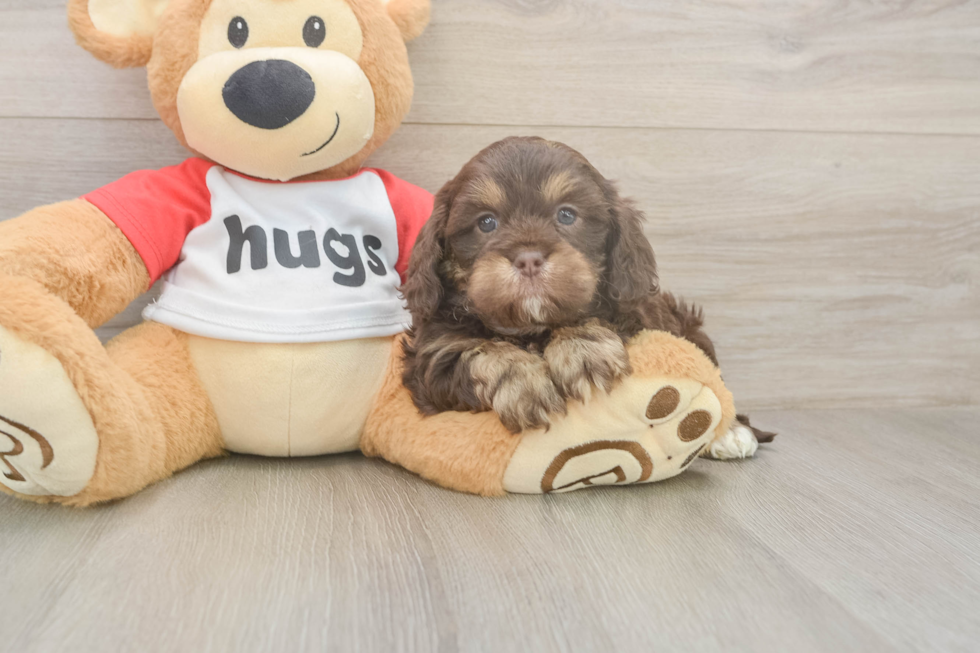 Meet Rory - our Cavapoo Puppy Photo  1/3 - Windy City Pups Friendly Cavapoo Baby