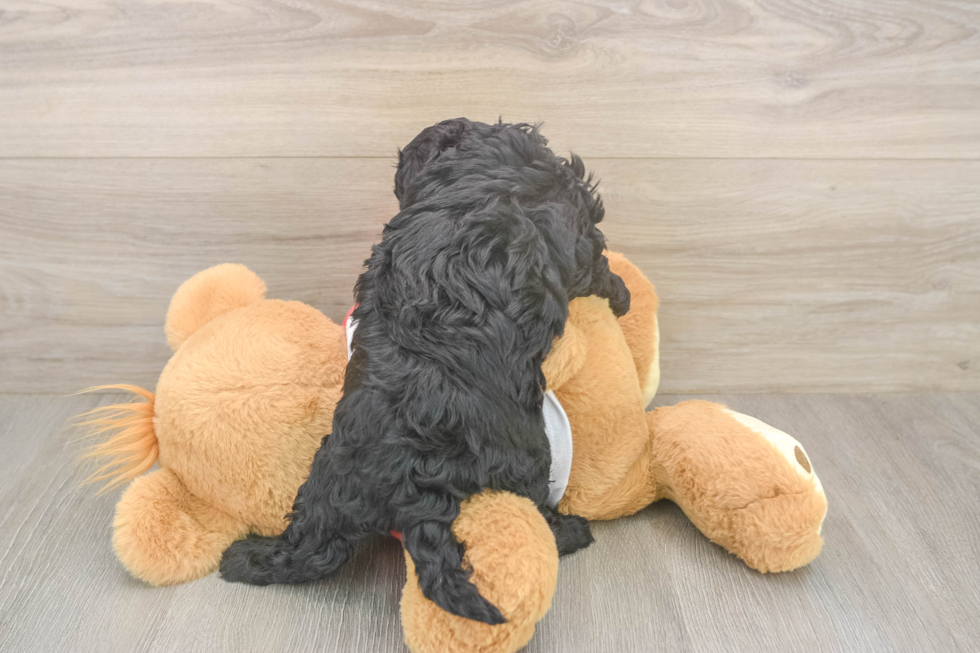 Adorable Cavalier King Charles Spaniel and Poodle Mix Poodle Mix Puppy
