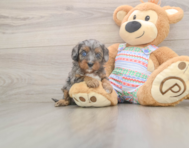 6 week old Cavapoo Puppy For Sale - Windy City Pups
