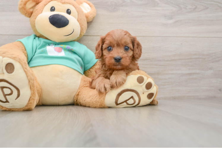 Cavapoo Pup Being Cute