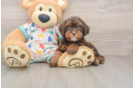 Energetic Cavoodle Poodle Mix Puppy