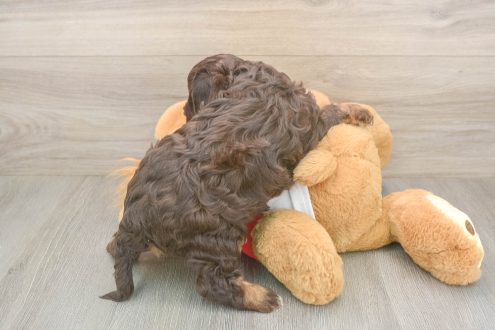 Meet Rosalie - our Cavapoo Puppy Photo  3/3 - Windy City Pups Best Cavapoo Baby