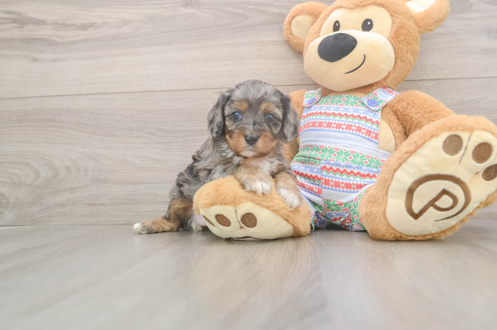 5 week old Cavapoo Puppy For Sale - Windy City Pups