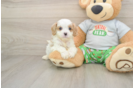 Cavapoo Pup Being Cute
