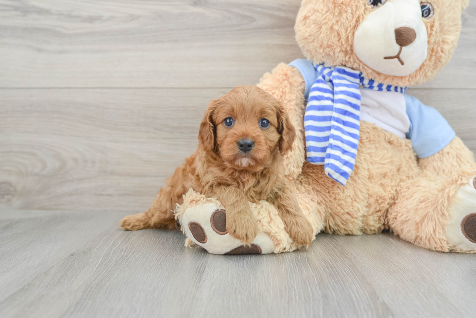 Happy Cavapoo Baby