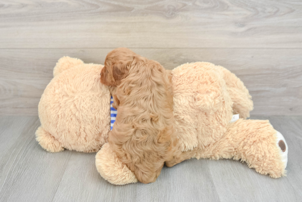 Adorable Cavalier King Charles Spaniel and Poodle Mix Poodle Mix Puppy