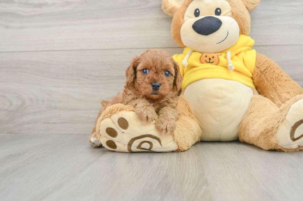 5 week old Cavapoo Puppy For Sale - Windy City Pups