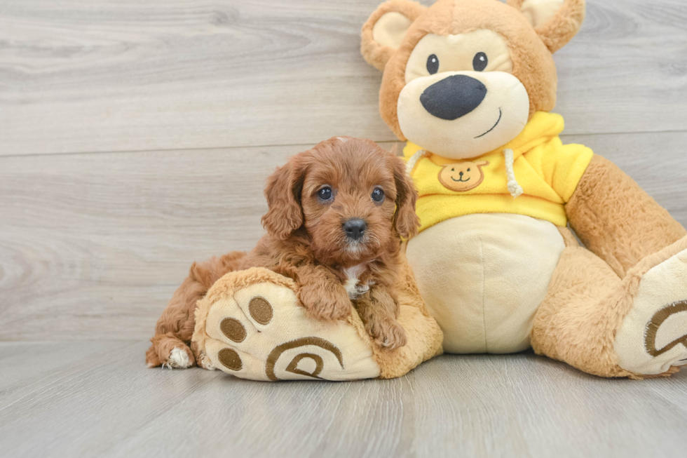 Friendly Cavapoo Baby