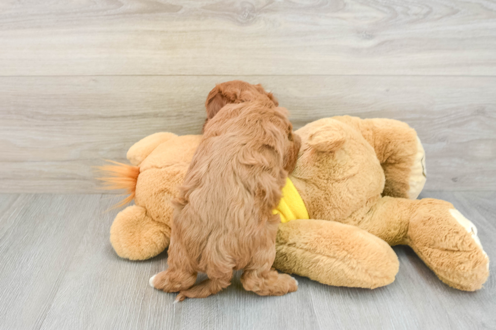 Cavapoo Puppy for Adoption