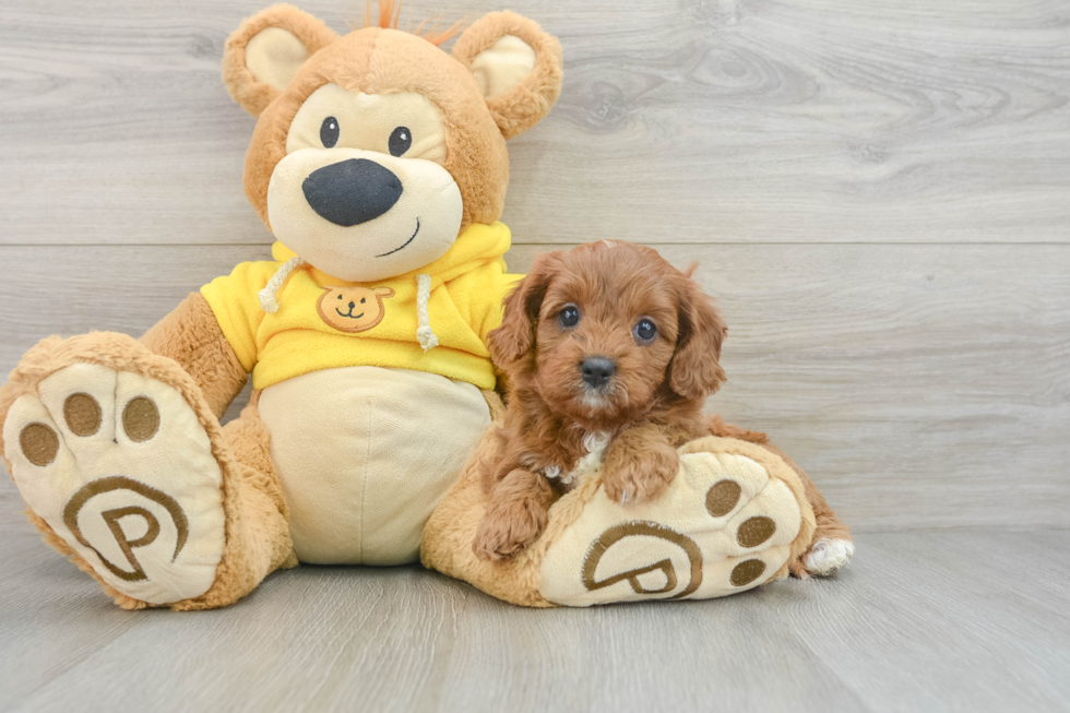 Energetic Cavoodle Poodle Mix Puppy