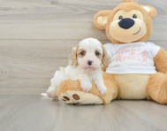 7 week old Cavapoo Puppy For Sale - Windy City Pups