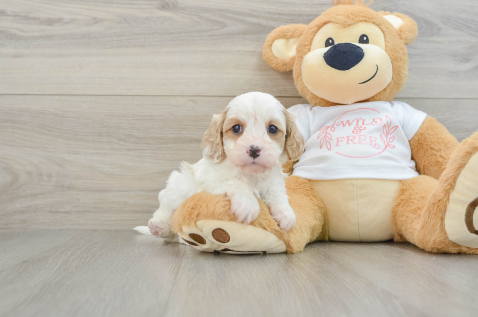 7 week old Cavapoo Puppy For Sale - Windy City Pups