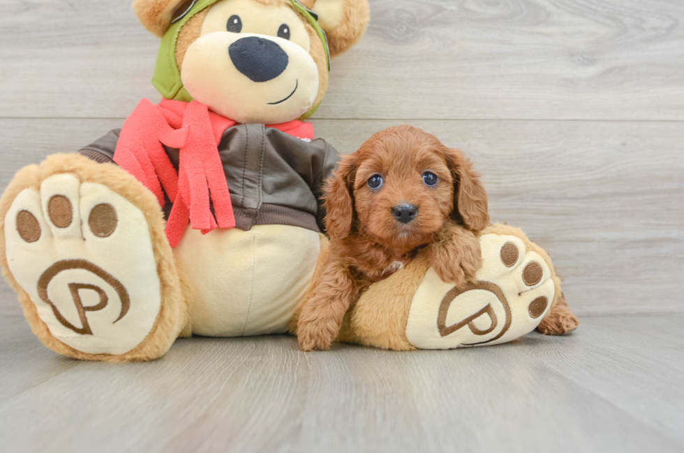 5 week old Cavapoo Puppy For Sale - Windy City Pups