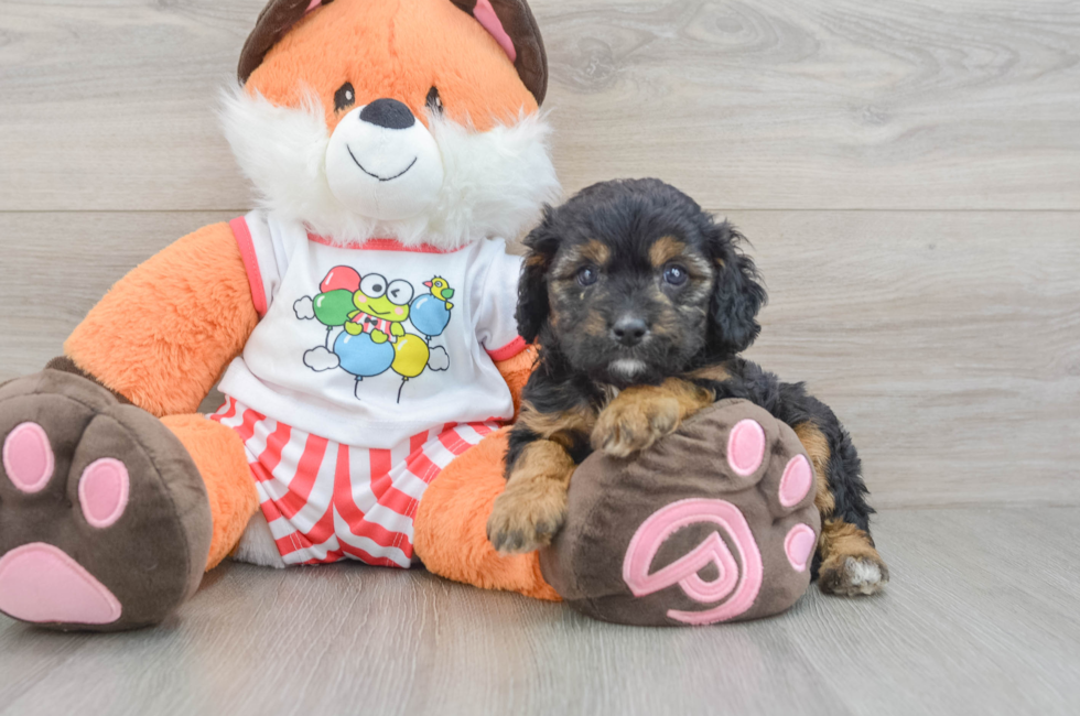 7 week old Cavapoo Puppy For Sale - Windy City Pups