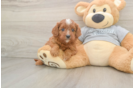 Smart Cavapoo Poodle Mix Pup