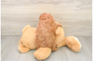 Happy Cavapoo Baby
