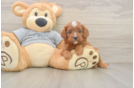 Small Cavapoo Baby