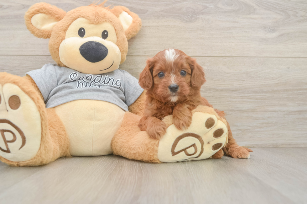 5 week old Cavapoo Puppy For Sale - Windy City Pups