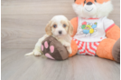Cavapoo Pup Being Cute