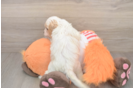 Cavapoo Pup Being Cute
