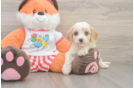 Little Cavipoo Poodle Mix Puppy