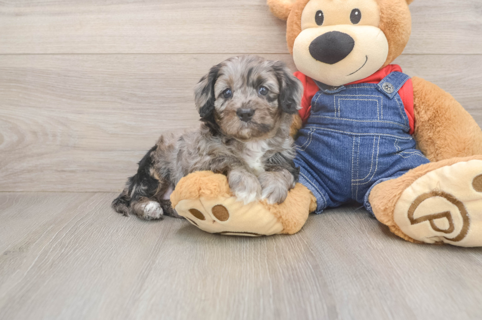 5 week old Cavapoo Puppy For Sale - Windy City Pups