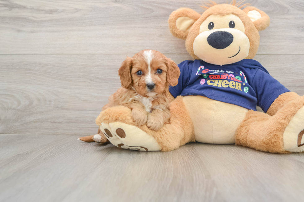 Cute Cavapoo Baby