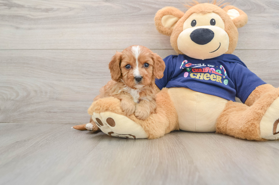 5 week old Cavapoo Puppy For Sale - Windy City Pups