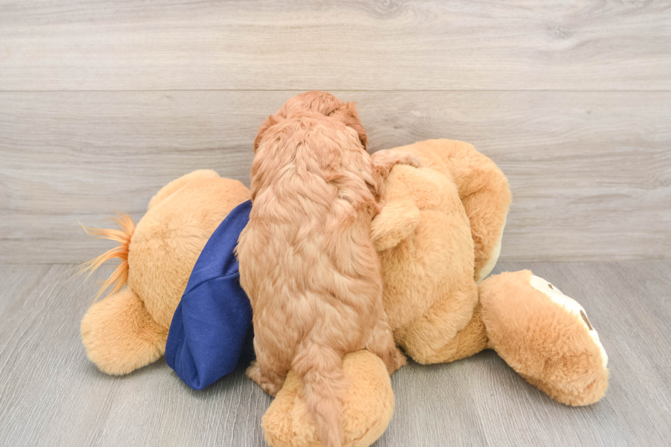 Energetic Cavoodle Poodle Mix Puppy