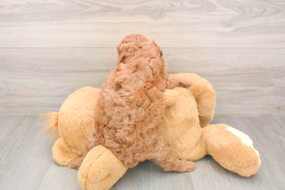 Cavapoo Puppy for Adoption