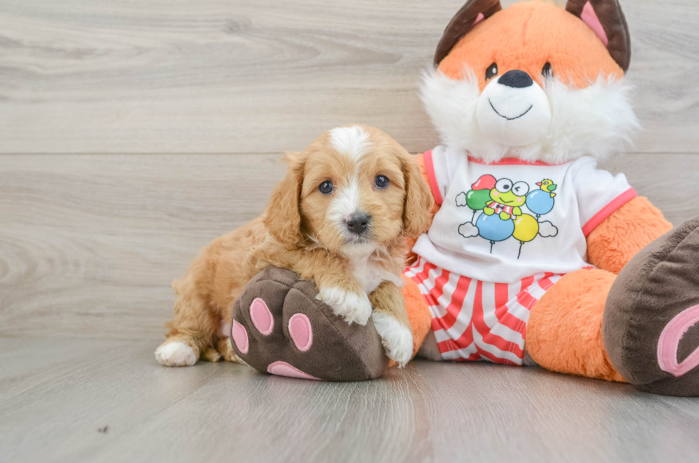7 week old Cavapoo Puppy For Sale - Windy City Pups