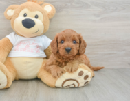 7 week old Cavapoo Puppy For Sale - Windy City Pups