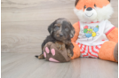 Best Cavapoo Baby