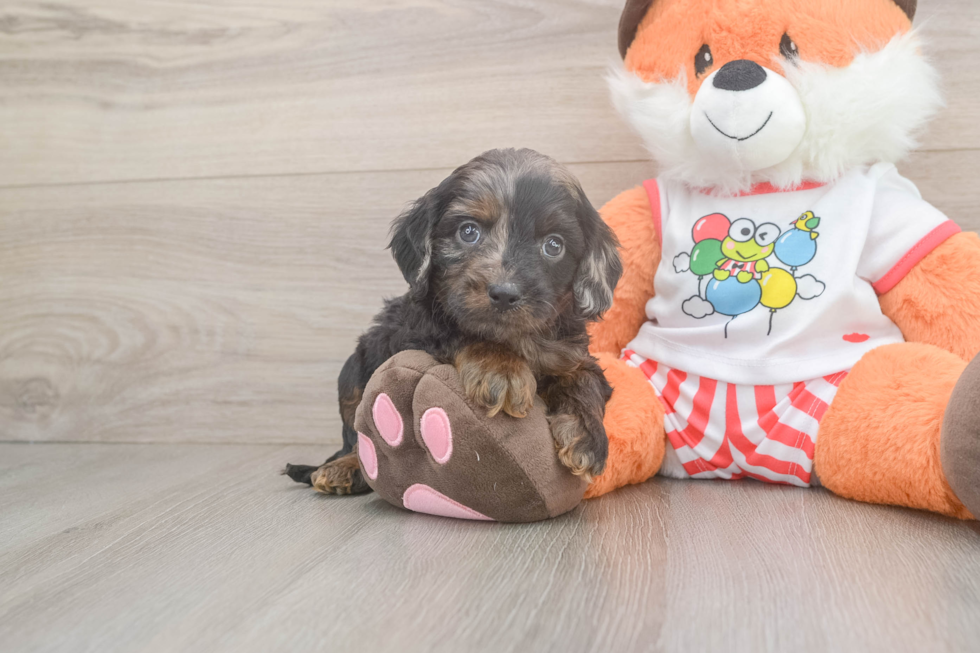 Best Cavapoo Baby