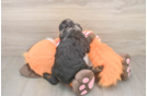 Cavapoo Puppy for Adoption