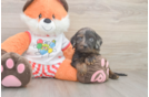 Playful Cavapoodle Poodle Mix Puppy